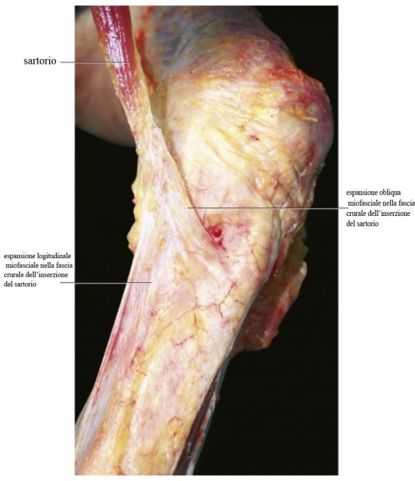 Patologia muscolo tendinea va rivisitata Anatomia Importanza delle catene miofasciali 009 spine center