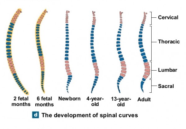 Rachide Cervicale importanza di una corretta curva 007 spine center