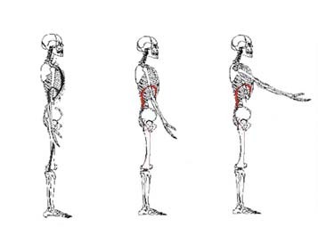 Diaframma Toracico e Postura 001 spine center