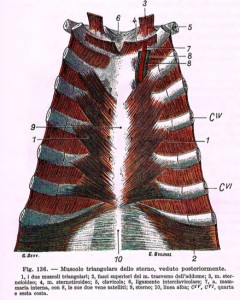 Triangolare dello Sterno muscolo deputato alla respirazione e non solo 002 spine center