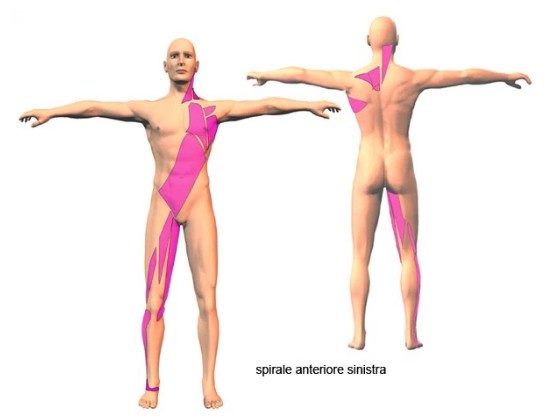 Triangolare dello Sterno muscolo deputato alla respirazione e non solo 006 spine center