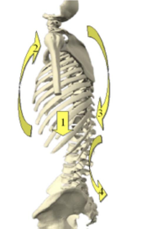 Diaframma Toracico funzione 011 spine center